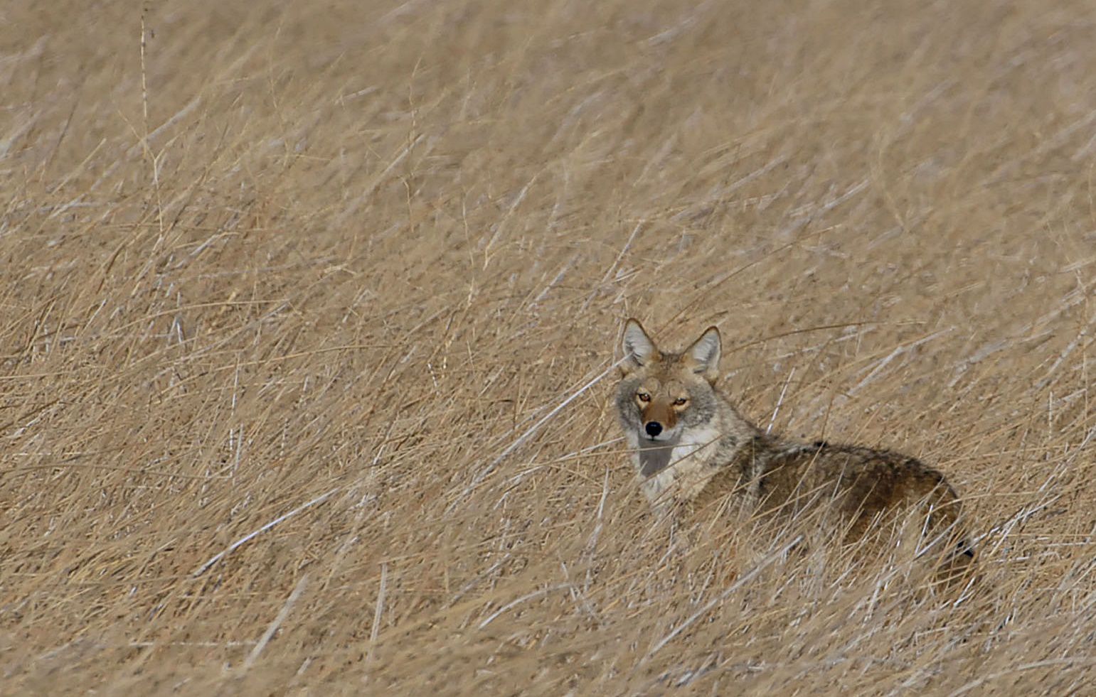 Coyote